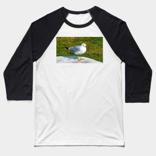 Gull Standing On A Rock Baseball T-Shirt